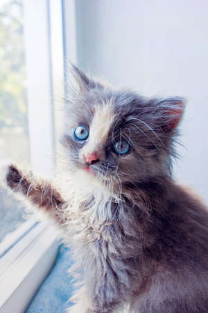 Persian kitten, sitting by the windowの写真素材