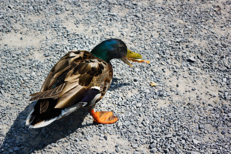 Hungry wild duck eats the breadの写真素材