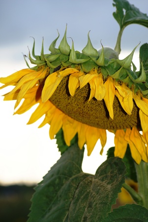 Ð large sunflower on a cloudy dayの写真素材