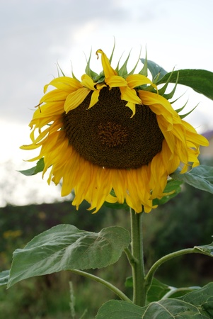 sunflower in the sunless dayの写真素材