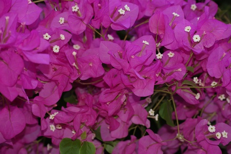 Purple flowersの写真素材