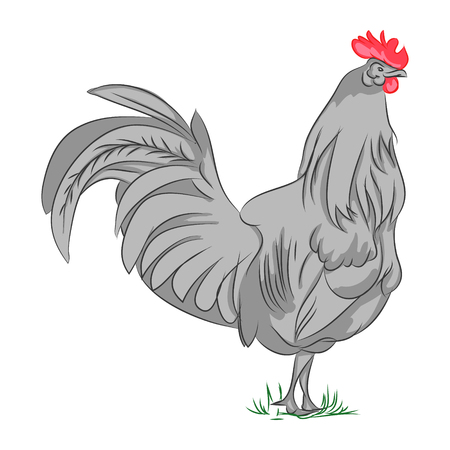 The image is gray rooster with a red crest. Bird on the farm, drawing on white background, vector illustrationのイラスト素材