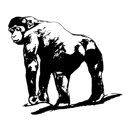 The graphic image of the monkey, the gorilla. Standing back, pose, back view. On white background illustration. Drawing by handのイラスト素材