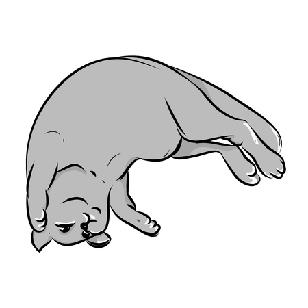 Grey cat lying on his back, lazy fat kitten on a white background. Vector illustrationのイラスト素材
