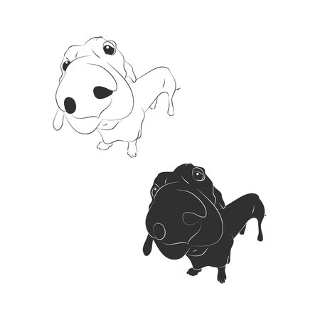 Dachshund on a white background, the contour and silhouetteのイラスト素材