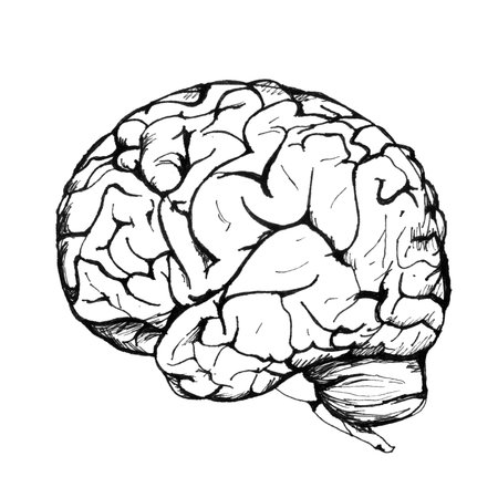 An image of a human brain on a white background. Drawing two hemispheres of the brain, a simple...