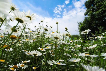 Camomile field.の写真素材