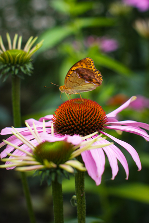 Little butterfly on a flower.の写真素材