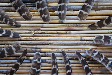 Background, frame of bird feathers.