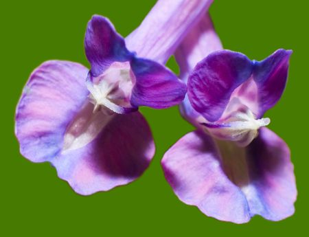 violet flowers isolated on green backgroundの写真素材