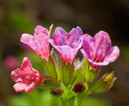 Flowers lungwort (pulmonaria obscura) in the woods. Photographed close-upの写真素材