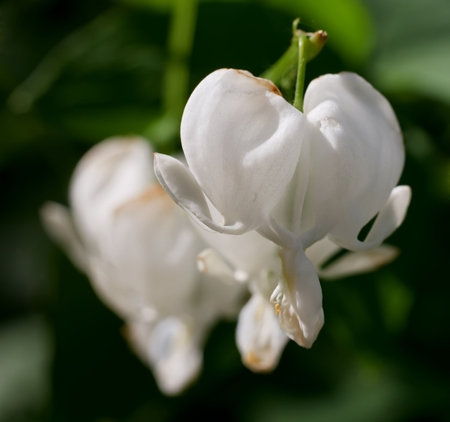 White flowers Dicentra spectabilis. Photographed close-up.の写真素材