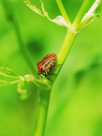 Colored in red and black striped bug creeping along the green grassの写真素材