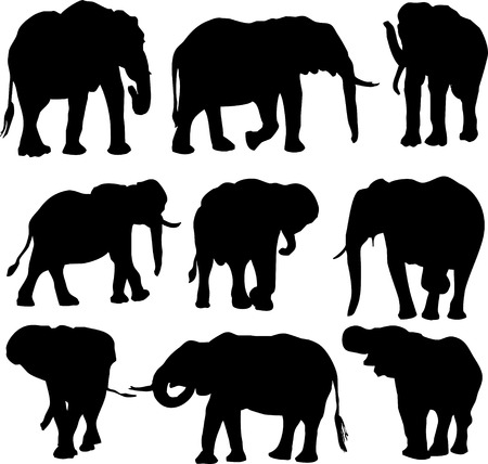 elephant animalsのイラスト素材