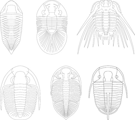 Trilobiteのイラスト素材