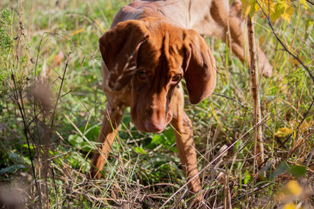 Portrait of a Hungarian vizsla in nature. The head of the dog is large. Photo on a sunny autumn day.