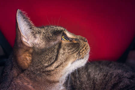 The European Shorthair cat looks interested, only the head of the cat is large.の写真素材
