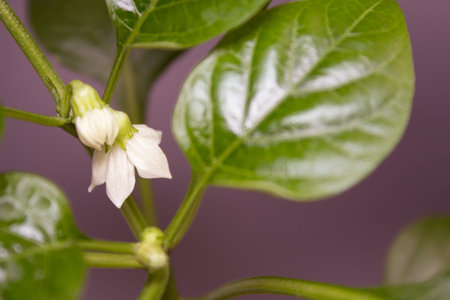 white sweet pepper bud with green foliage in the background, selective focus on the budの写真素材