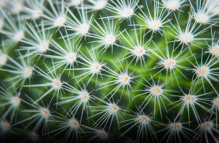 the surface of the cactus is large, white needles, selective focus