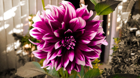 Amazing flower, sepia backgroundの写真素材