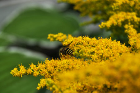 Waps blended with flower