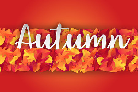 Autumn leaves divider strip. 3d typography text. Realistic vector illustration.のイラスト素材