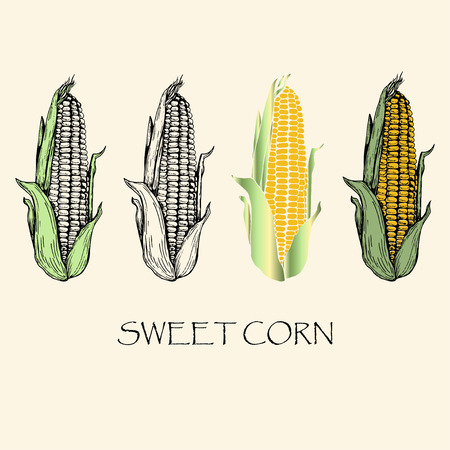 Vector illustration. Sketch drawing sweet corn. Vector objects.のイラスト素材