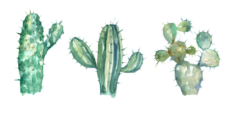 Watercolor illustration. Cactus collection. Watercolor drawing.の写真素材