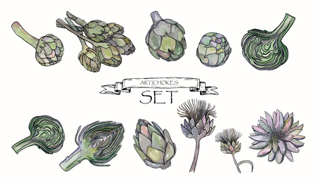 Vector illustration. Pen drawn artichokes with watercolor style background. Vector objects set.のイラスト素材