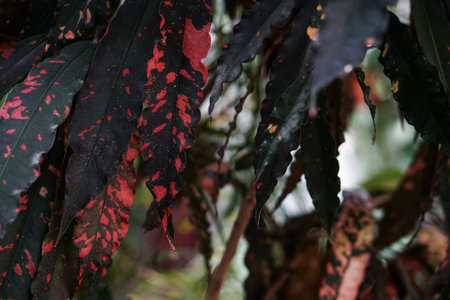Dark red tropical leaves . Nature background Natural colors