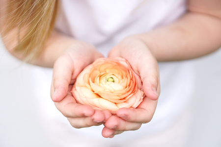 Yellow pink flower in children s hands on light backgroundの写真素材