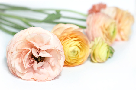Yellow pink green ranunculus flowers on white surface . Floral backgroundの写真素材
