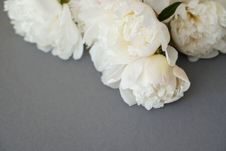 White fluffy peonies flowers composition on grey backgroundの写真素材