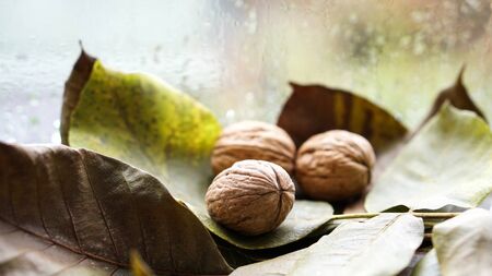 Autumn harvest. Ripe walnuts with tree leaf on rainy window backgroundの写真素材