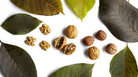Walnut kernels half and whole with walnut tree leaf isolated on white background
