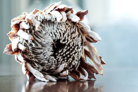 Beautiful exotic proteus flower on soft background . Photoの写真素材