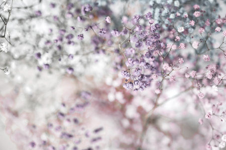 Colorful gypsophila, airy masses of small flowers. Photo
