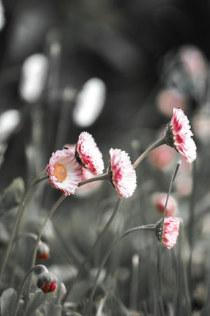 Daisy flowers Art photography for an interior poster, cover printの写真素材