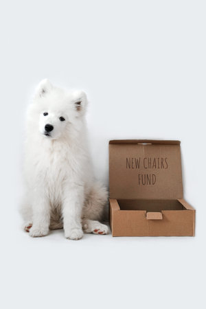 The samoyed dog near money box with text: new chair fundの写真素材