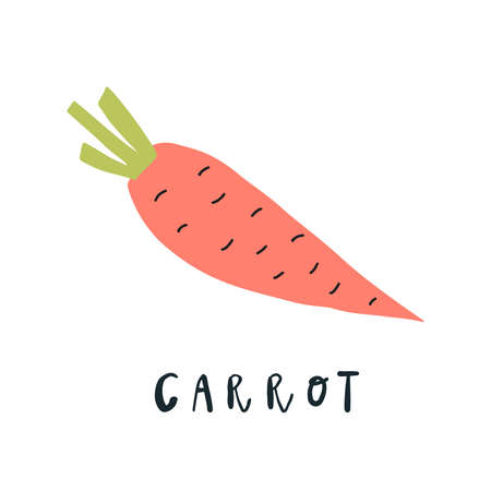 Vector simplified carrot drawing, handwritten wordのイラスト素材