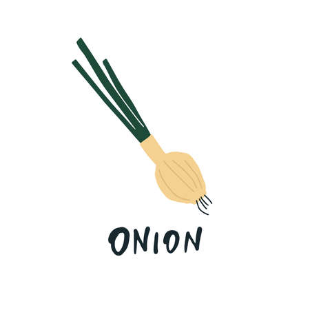 Vector simplified onion drawing, handwritten wordのイラスト素材