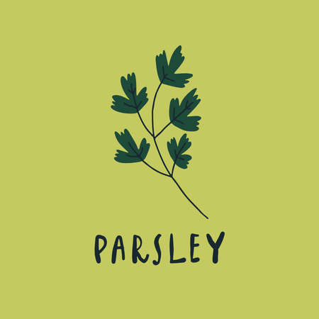 Vector simplified parsley drawing, handwritten wordのイラスト素材