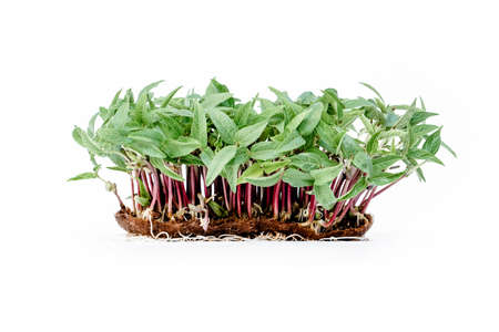 Fresh micro green mung beans on the linen rug isolated on white backgroundの写真素材