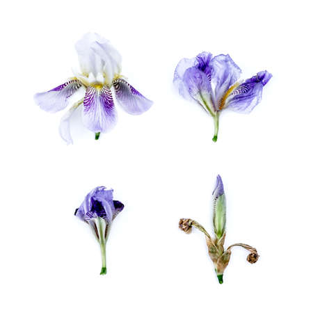 Iris flower collectionの写真素材
