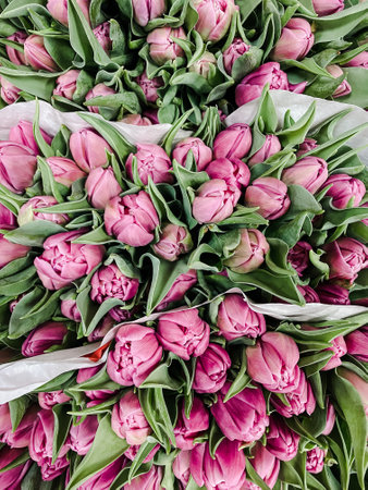 Fresh pink tulips flowers bouquets in paper wrap for saleの写真素材