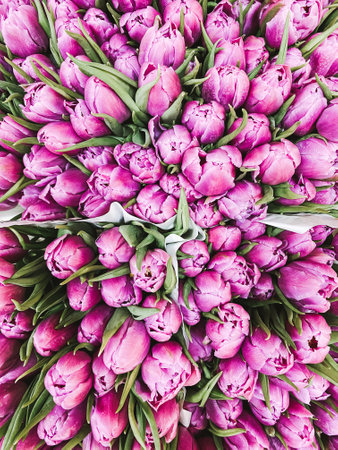 Fresh pink tulips flowers bouquets in paper wrap for saleの写真素材