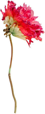 Dahlia flower, isolated photo on white backgroundの写真素材