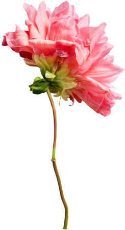 Dahlia flower isolated on white backgroundの写真素材