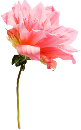 Dahlia flower isolated on white backgroundの写真素材
