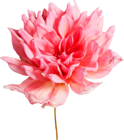 Dahlia flower isolated on white backgroundの写真素材
